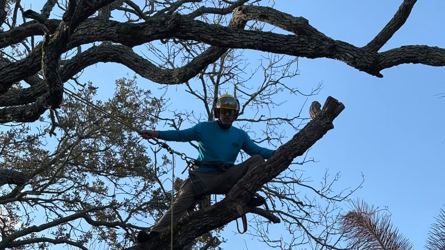 ISA certified arborist assessing hazardous tree canopy from climbing position in Brevard County