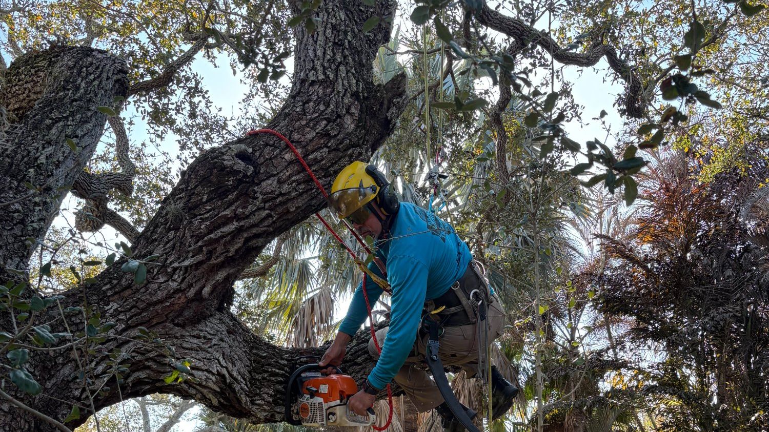 Branch Tree Service arborist climbing a large live oak with chainsaw in Brevard County Florida