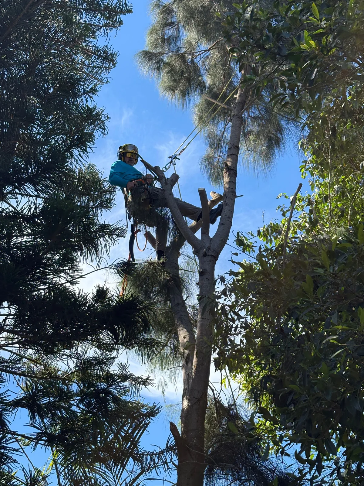 Branch Tree Service arborist roped high in a tall pine during a technical removal