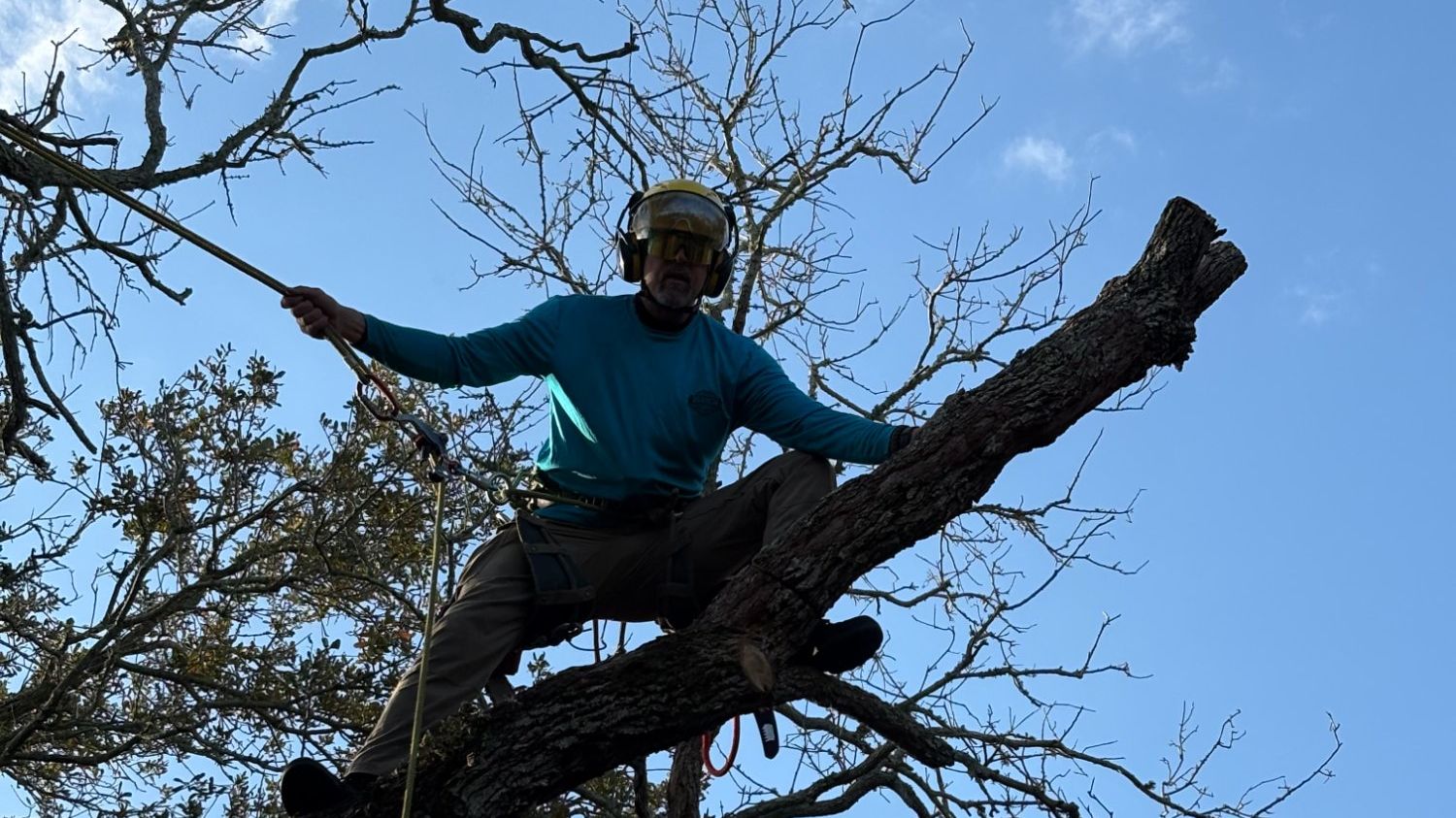 Professional tree climber with safety harness working at height in Brevard County Florida