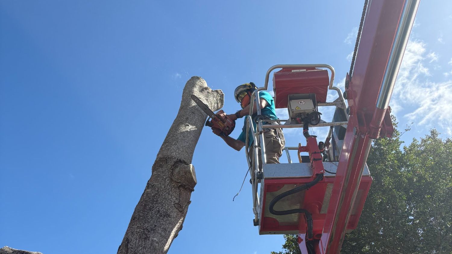 Professional tree removal using bucket truck and chainsaw in residential Brevard County neighborhood