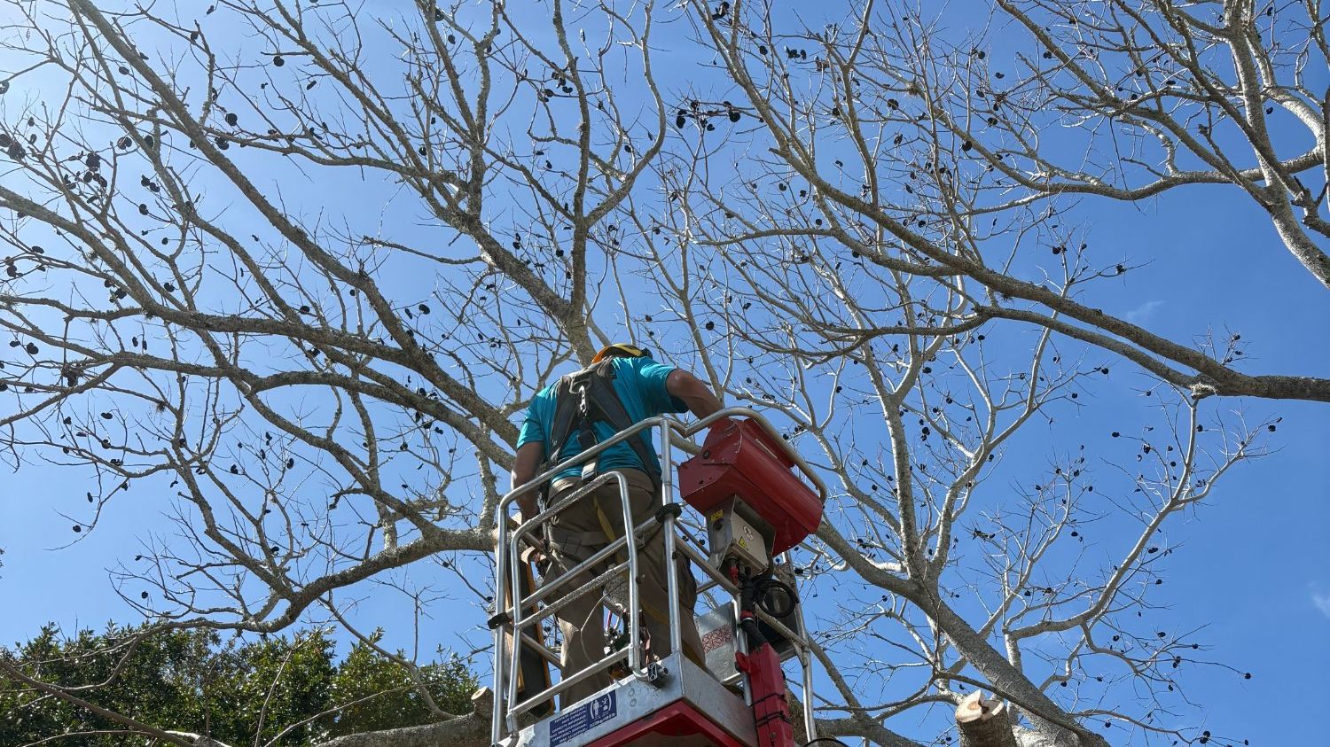 Tree care professional operating spider lift for safe elevated tree work in Cocoa Florida