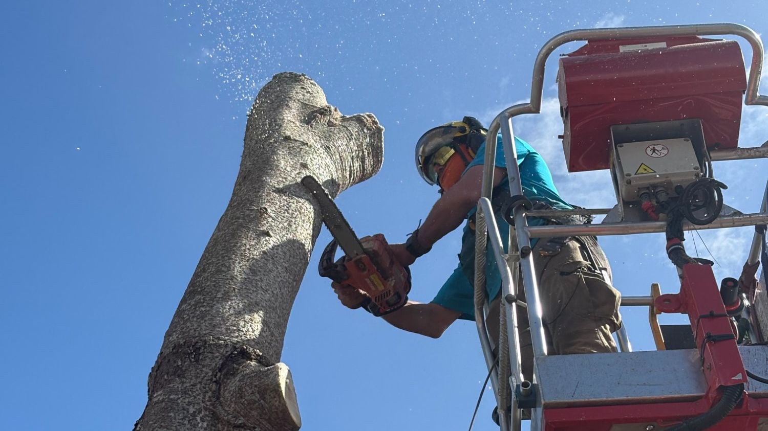Branch Tree Service crew removing tree trunk from bucket truck with chainsaw in Melbourne Florida